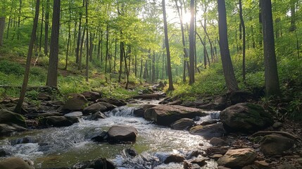 Obraz premium Gentle stream flowing over rocks in lush forest nature scene tranquil environment morning light serenity concept