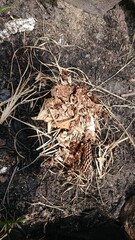 1465)Part of a japanese yellow hornet nest destroyed during extermination work(Photo taken at 11:45 on June 28, 2016)