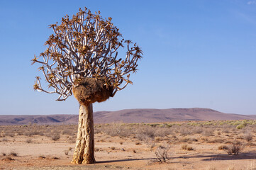 Aloidendron dichotomum en Namibie 
