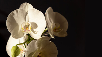 Beautiful white orchid flowers phalaenopsis on a dark background in the light of the sun. Selective...