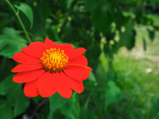Orange flowers in the garden for environmental background