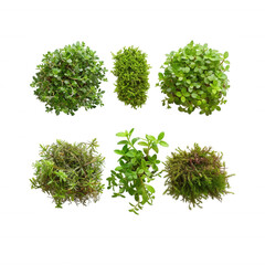 Fototapeta premium Collection of Vibrant Green Plants