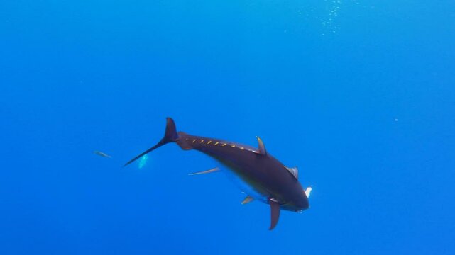 Gorgeous view of a dying Yellowfin tuna