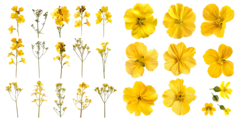 Set of Rapeseed flowers isolated on a white background. Generative AI.