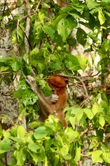Juvenile proboscis monkey in a tree