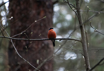 Bullfinch on a tree branch in early spring.