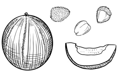 Set of melon and lychee isolated, slice. Sketch, line art