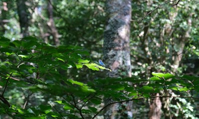 nature, tree, leaf, plant, forest, leaves, spring, summer, water, flower, garden, foliage, rain, branch, park, sunlight, river, environment, butterfly, sun, plants, macro, growth, green, dragonfly