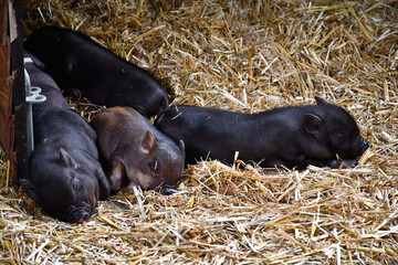 Sieste de petits cochons