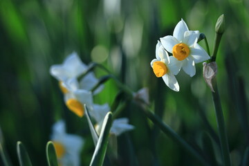 Fototapeta premium 香り漂う冬の花