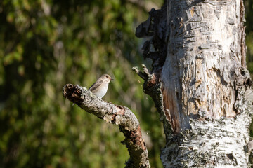 spotted flycatcher in a tree