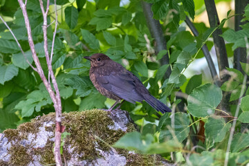 blackbird on a rock