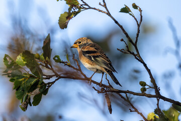 Brambling on a branch