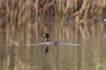 Tufted duck on the water