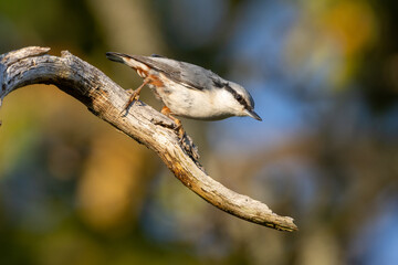 Eurasian nuthatch on a branch