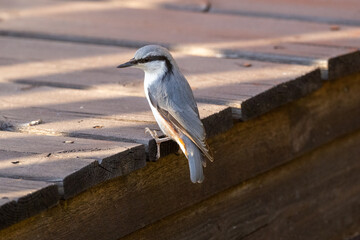 Eurasian nuthatch on the porch
