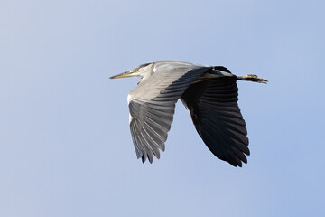 Grey heron