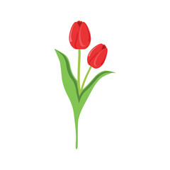 Beautiful tulip flower drawing art cartoon vector symbol design image