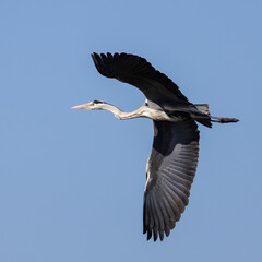 Grey heron
