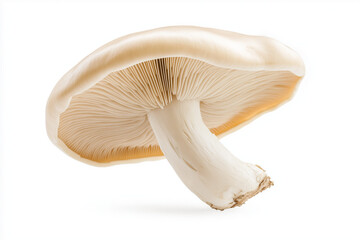 mushroom isolated on white background