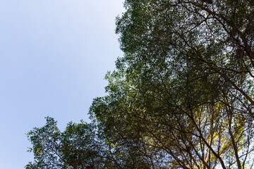 Bright leaves against a clear blue sky