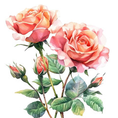 Beautiful watercolor roses gently blooming on a transparent background, showcasing nature's elegance and vibrant colors, Watercolor roses flowers on transparent background