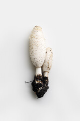 White edible mushrooms coprinus comatus as minimal top view pattern. Close up Wild forest common fungus, minimal style flat lay photo on gray background with copy space, natural organic food