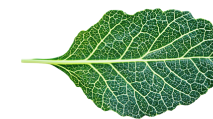 A Vibrant Fresh Green Kale Leaf Showcasing Intricate Veins Ideal for Health and Nutrition Related Content.