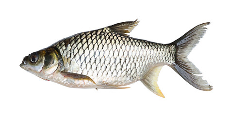 carp fish on transparent png