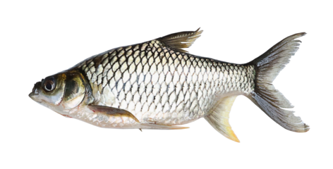carp fish on transparent png