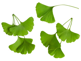 Fresh green ginkgo biloba leaves set isolated on white background