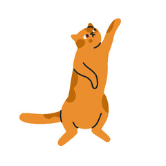 Cute cat reaching, stretching up with paw. Funny feline, comic humor kitty standing upright in asking pose, curious expression, behavior. Flat vector illustration isolated on white background