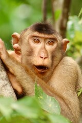 portrait of a macaque