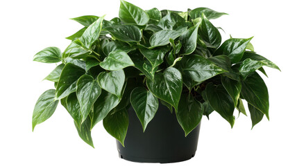 A Fresh Potted Plant with Dark Green Leaves Perfect for Enhancing Indoor Spaces and Bringing Nature Inside.