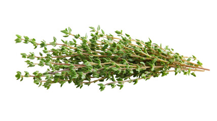 Fresh Sprig of Thyme with Tiny Leaves Ideal for Culinary Uses and Aromatic Enhancements in Dishes and Beverages.