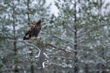 Golden eagle on snowy tree with forest background