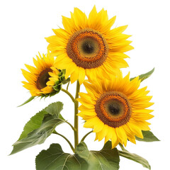 Obraz premium Bright sunflowers with vibrant yellow petals and dark centers isolated against a transparent background, sunflowers isolated on transparent background