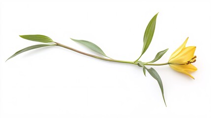Obraz premium A delicate yellow flower with long green leaves, elegantly positioned against a bright white background.