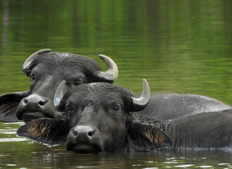 buffalo in the water © Kanishka