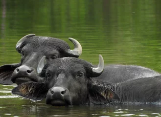 buffalo in the water