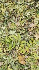 Colorful leaves cover the ground in a park during autumn days