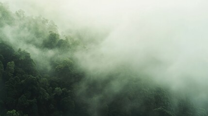 Misty tropical rainforest shrouded in dense white fog, revealing lush green treetops and a serene atmosphere, capturing the tranquil beauty and mystique of untouched nature.