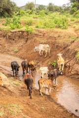 A herd of cows crossing a  seasonal river 