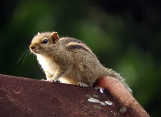 squirrel in the roof