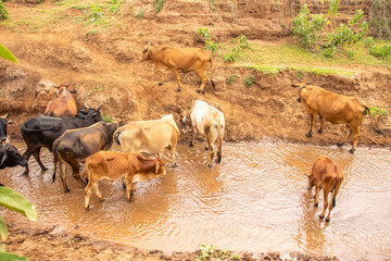 A herd of cows crossing a  seasonal river 