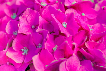 Fototapeta premium Flower Series : Close up of pink Hydrangea flowers