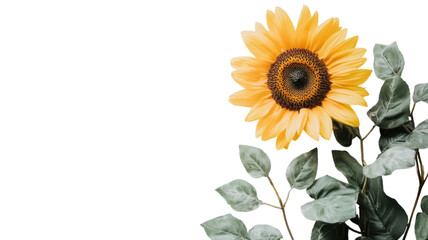 Obraz premium A Freshly Cut Sunflower in Bloom on a White Background Perfect for Brightening Up Any Design or Project.