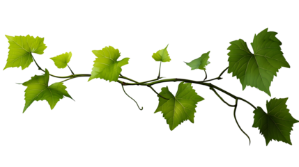Fresh Green grape vine branch leaves. Greenery. Vine branch, on transparent, png.Fresh grape vine branches with leaves.