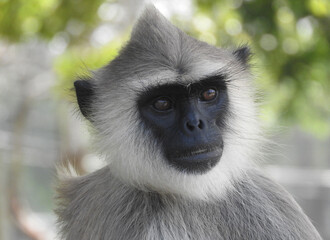 Black Monkey