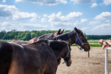 Koń pasący się na farmie w ciepłych wiosennych promieniach słonca © Joanna